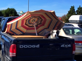 Dog Days of Summer